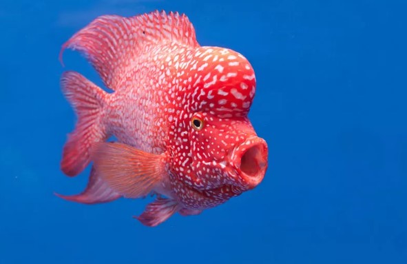 A Glimpse into the World of Big-Headed Fish