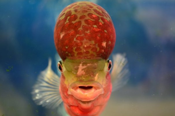 Habitats of Big-Headed Fish A Global Perspective