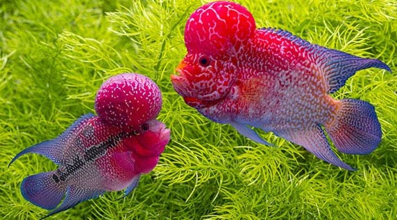 The Unique Lifestyle of Fish with Big Heads