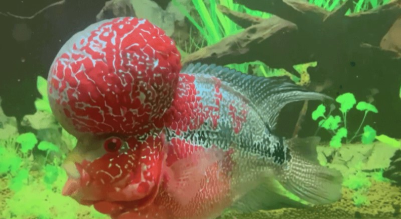 Why Do Fish Have Big Heads Unveiling Evolution's Secrets
