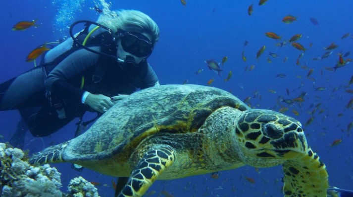 Are There Any Specific Turtle Species Known for Attacking Black Footwear?