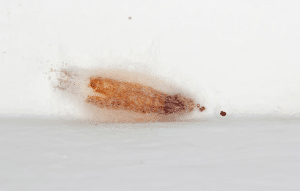 Mouth larva infestation by Chrysomya bezziana in the anterior maxilla